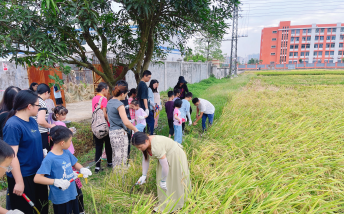 稻香金滿倉 親子共豐收 ——市農業農村局開展主題實踐活動